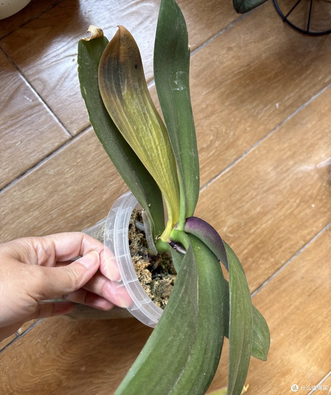 秋冬养蝴蝶兰,搞懂这3个温度,开花过冬两不误