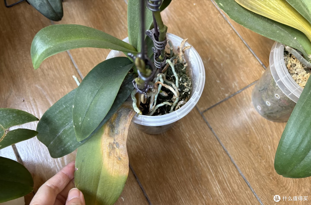 秋冬养蝴蝶兰,搞懂这3个温度,开花过冬两不误