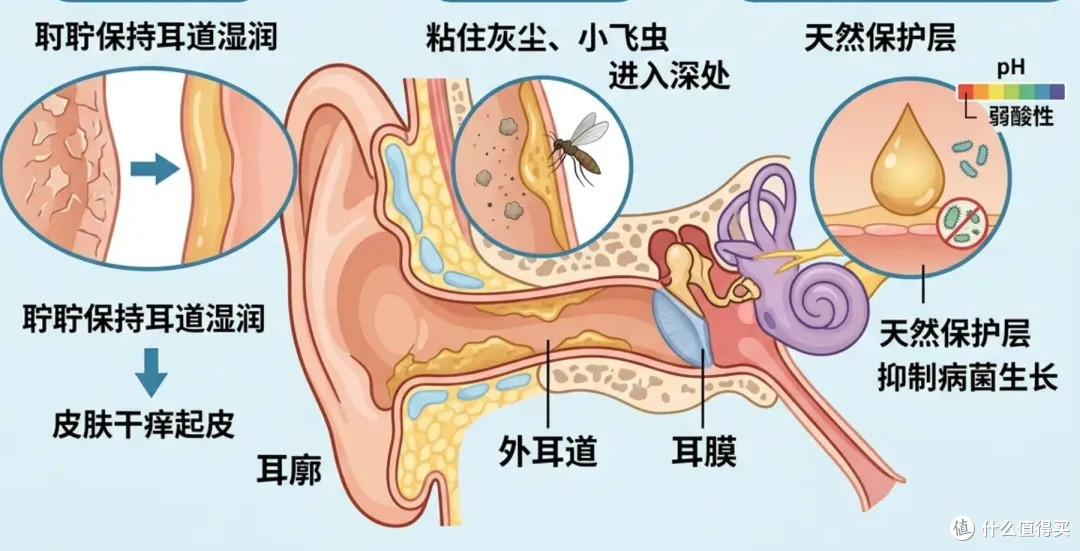 洗澡后千万别再拿棉签掏耳朵了!