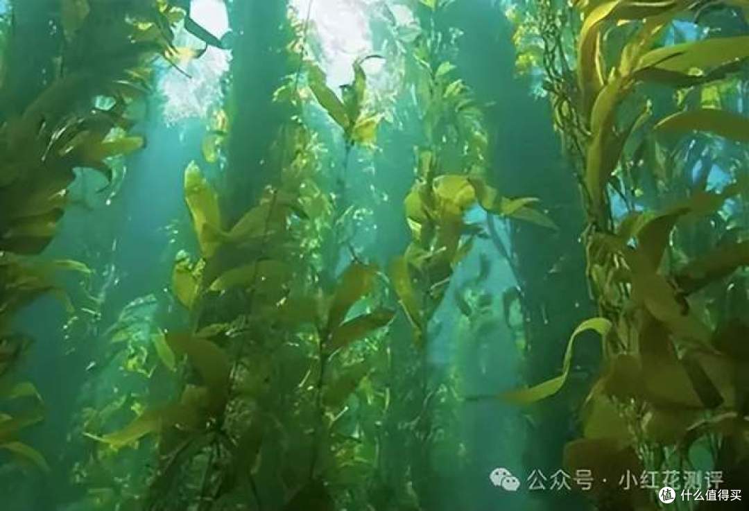 吃银鳕鱼导致汞中毒?你以为的高级辅食,可能正在害你的娃!