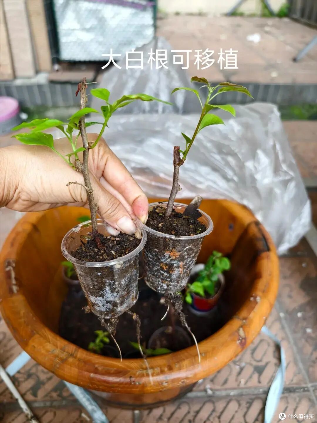 入秋就“扦插”这7种花，沾土就生根，新手也能“一盆变多盆”