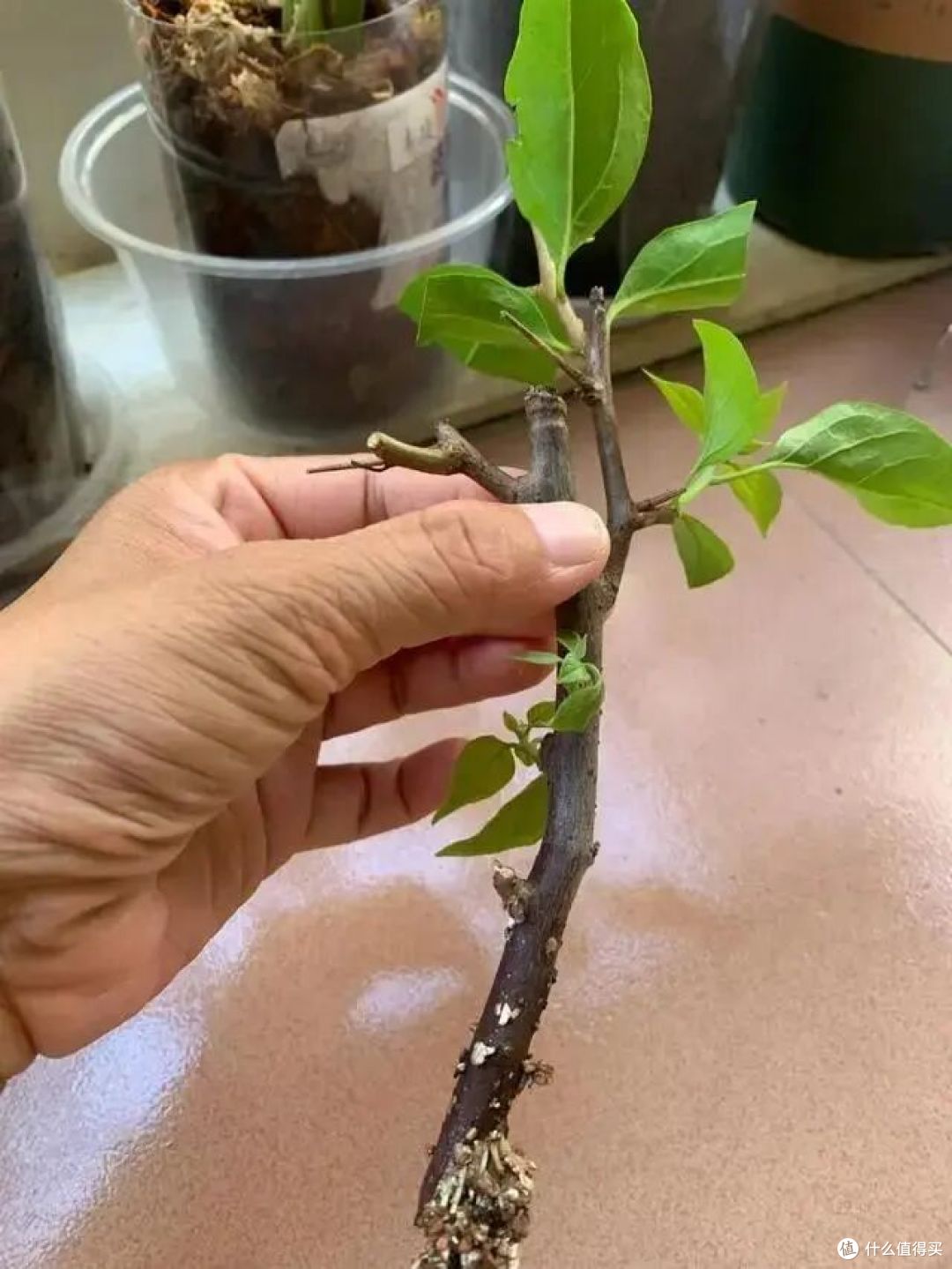 入秋就“扦插”这7种花，沾土就生根，新手也能“一盆变多盆”