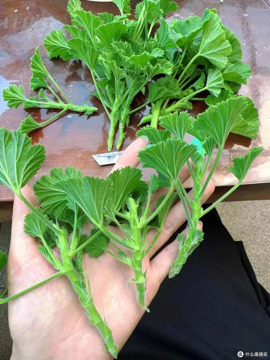 入秋就“扦插”这7种花，沾土就生根，新手也能“一盆变多盆”