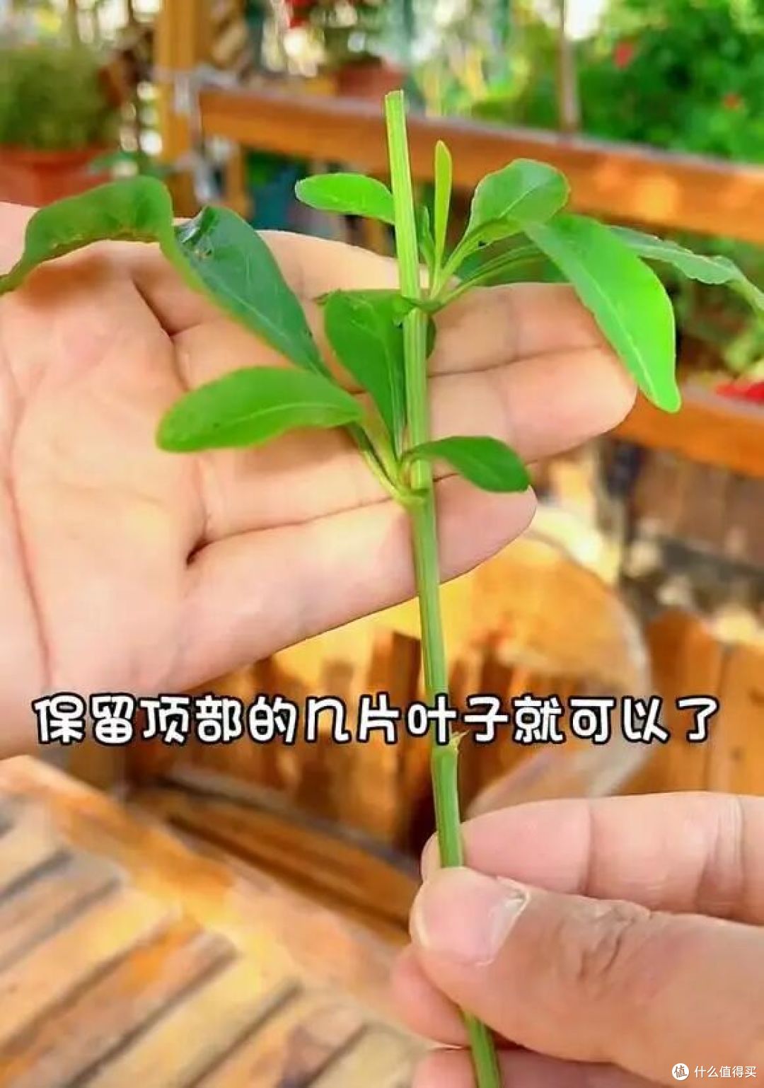 入秋就“扦插”这7种花，沾土就生根，新手也能“一盆变多盆”