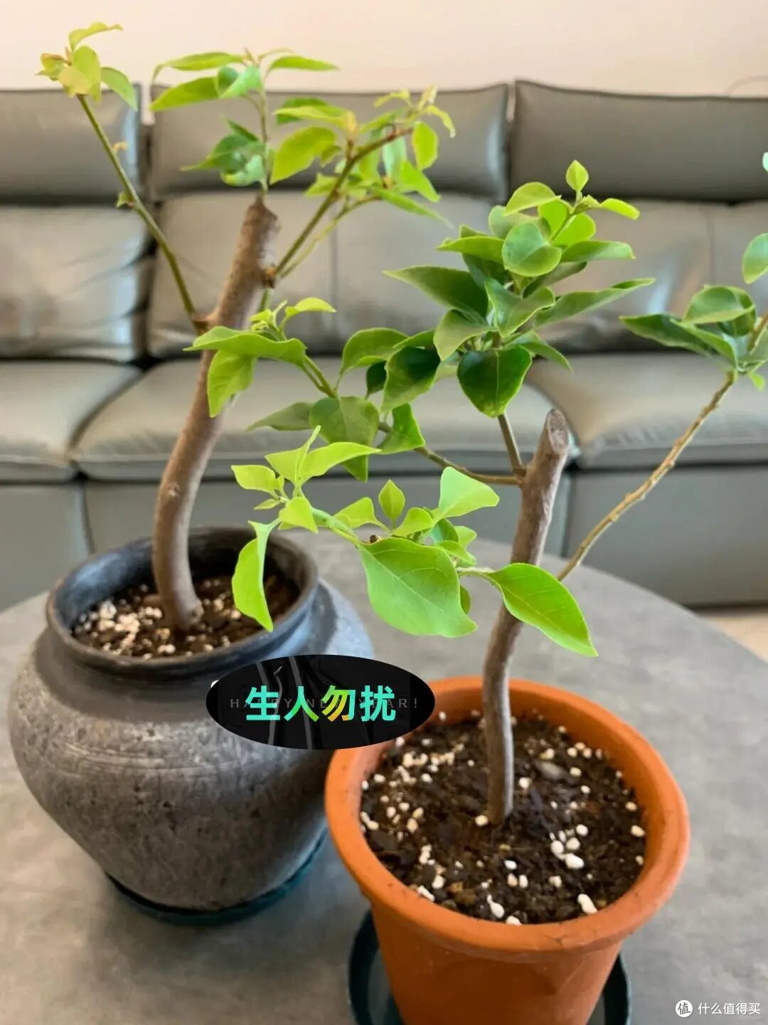 入秋就“扦插”这7种花，沾土就生根，新手也能“一盆变多盆”