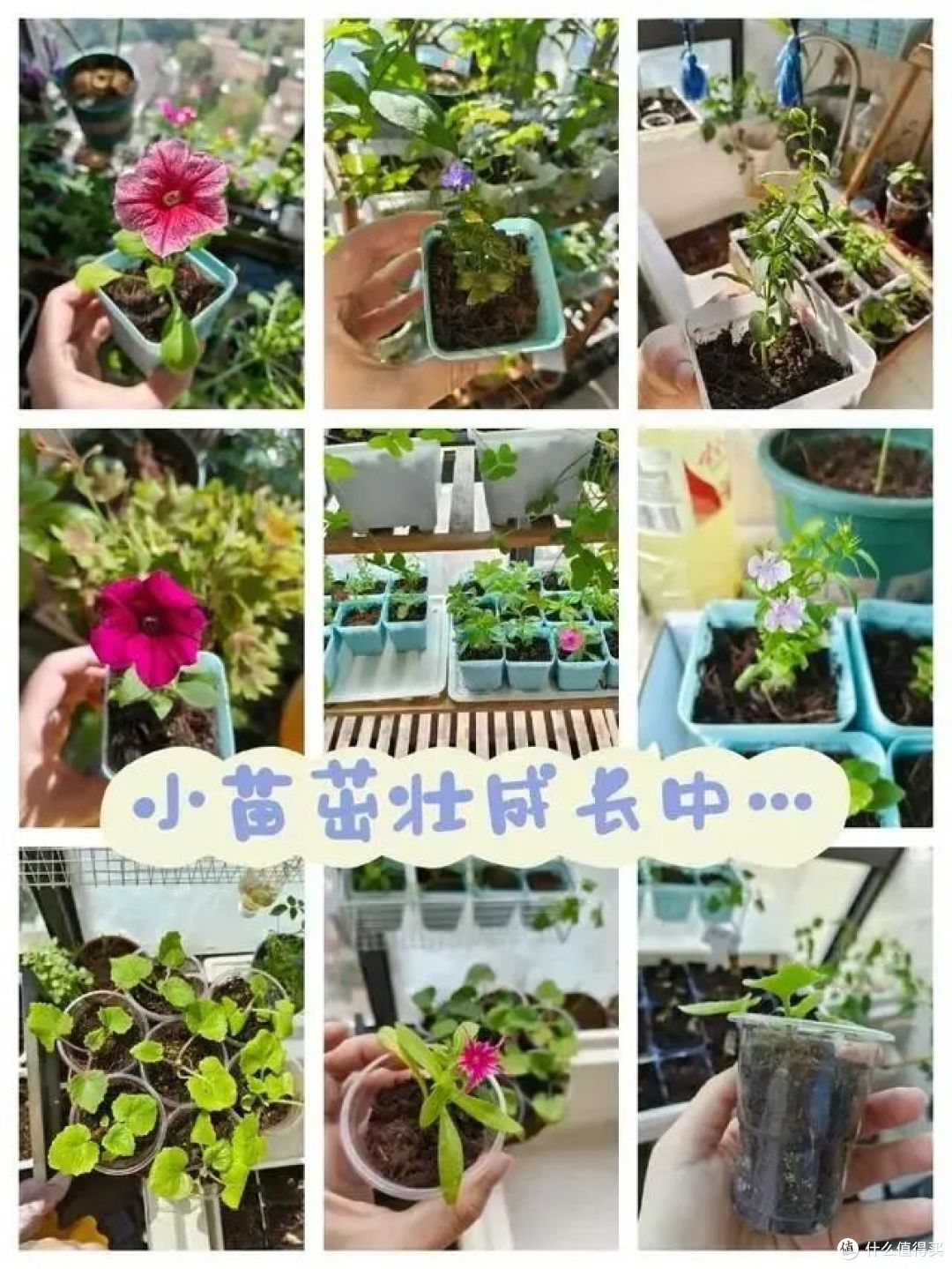 入秋就“扦插”这7种花，沾土就生根，新手也能“一盆变多盆”