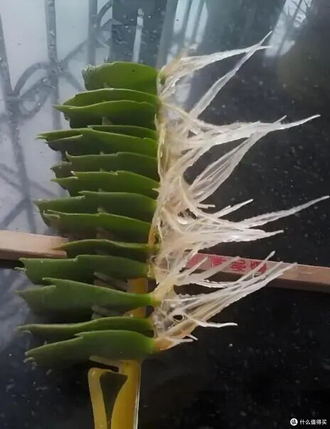 入秋就“扦插”这7种花，沾土就生根，新手也能“一盆变多盆”