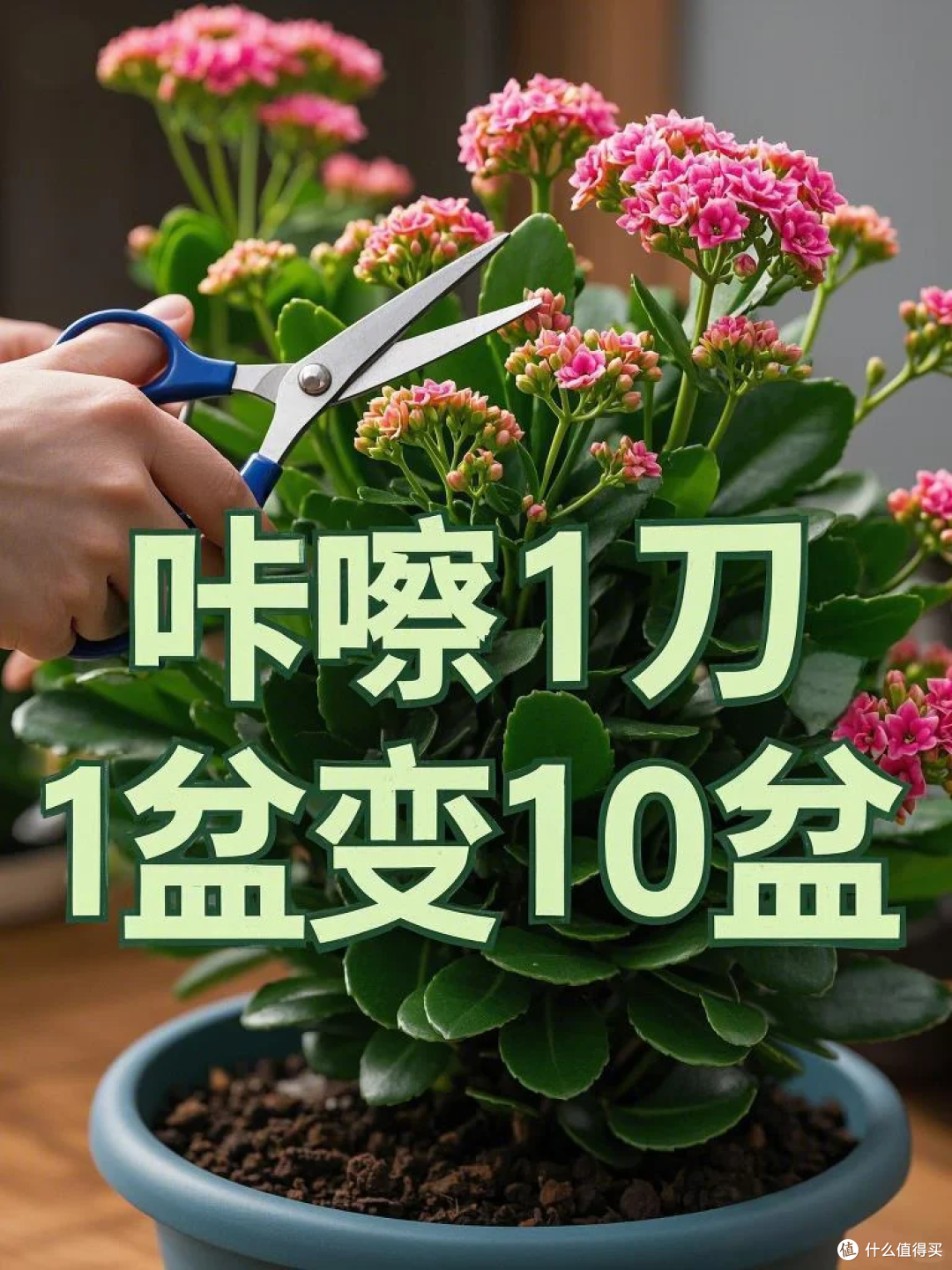 入秋就“扦插”这7种花，沾土就生根，新手也能“一盆变多盆”