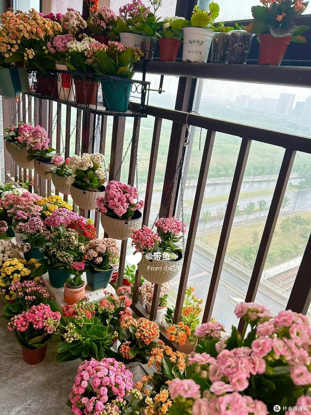 北京一姑娘,因“阳台养上百盆长寿花”火了,网友:真壮观,羡慕