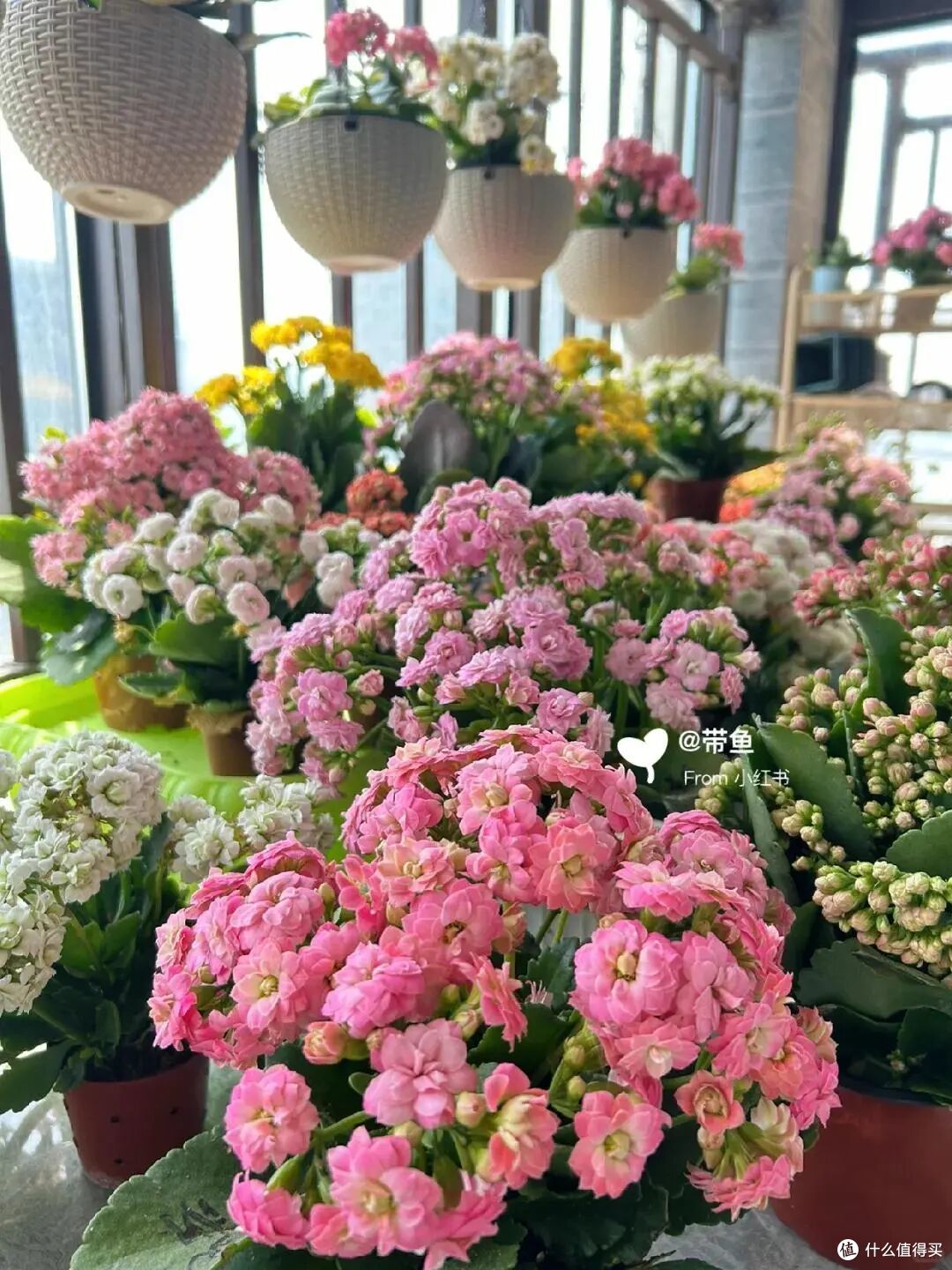 北京一姑娘,因“阳台养上百盆长寿花”火了,网友:真壮观,羡慕