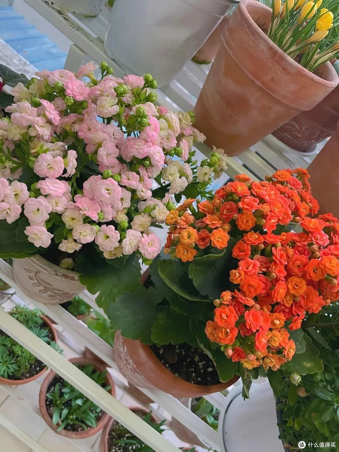 北京一姑娘,因“阳台养上百盆长寿花”火了,网友:真壮观,羡慕