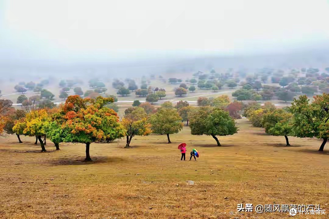 蛋白粉按配方路线怎么分:分离乳清、浓缩乳清与复配的区别。