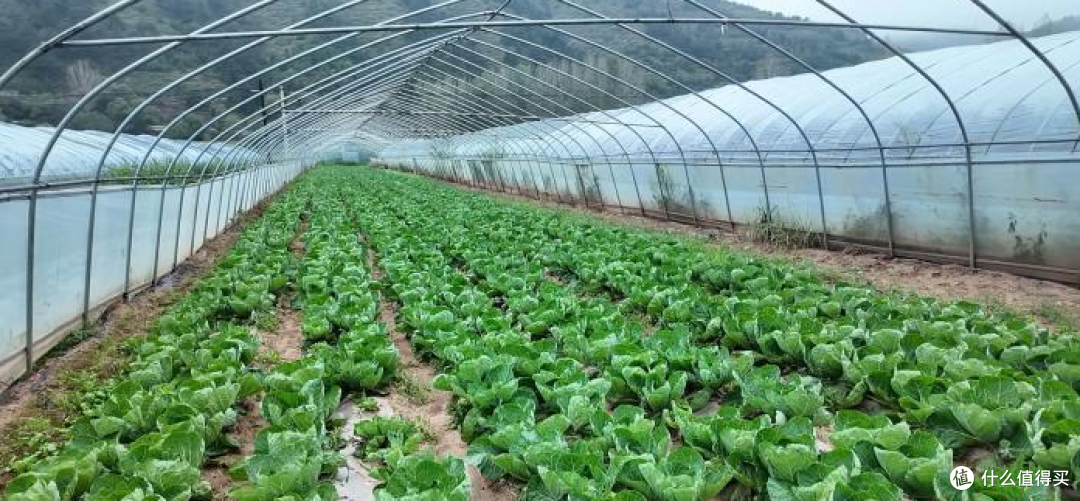 山西和顺:大棚科技提质效 特色果蔬促农增收