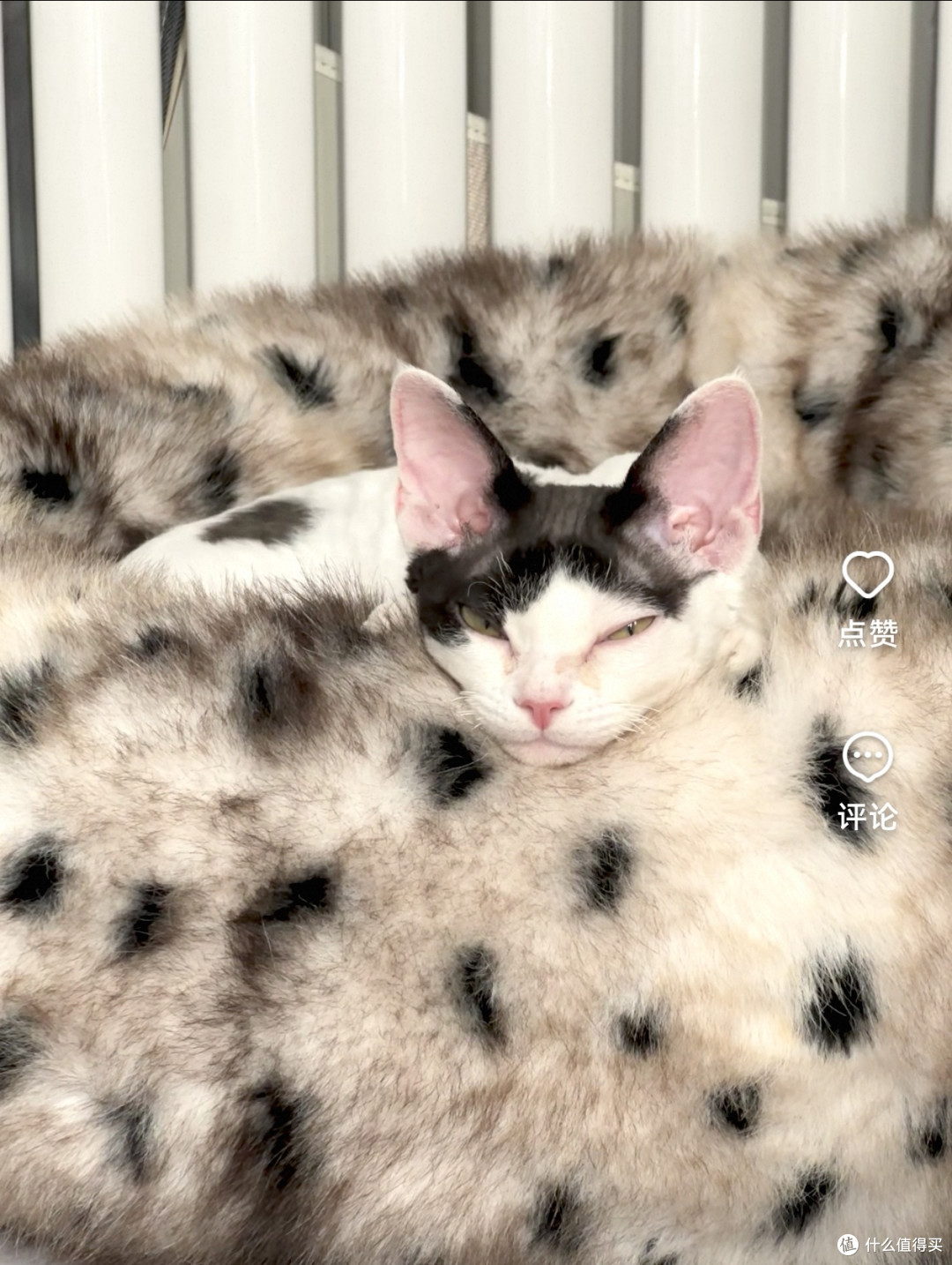 可机洗可烘干的3M棉猫窝实测