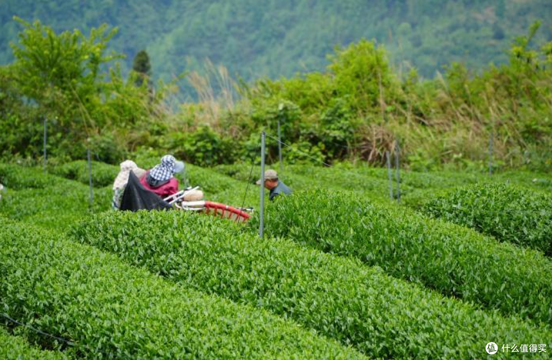 东西部协作补齐加工短板 贵州德江茶产业产值超16亿元
