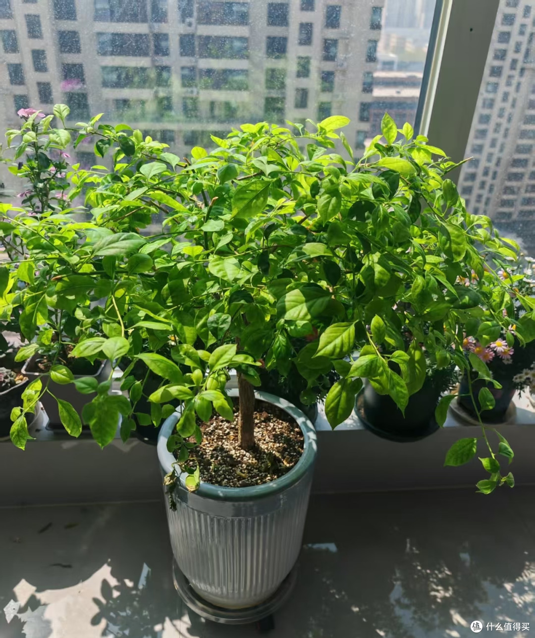 十月养三角梅，别再瞎浇水！3个实用方法，20天爆满盆花苞