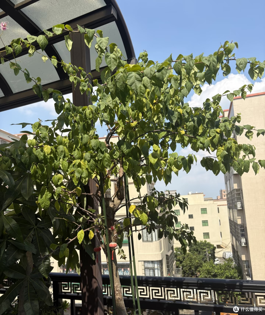 十月养三角梅，别再瞎浇水！3个实用方法，20天爆满盆花苞