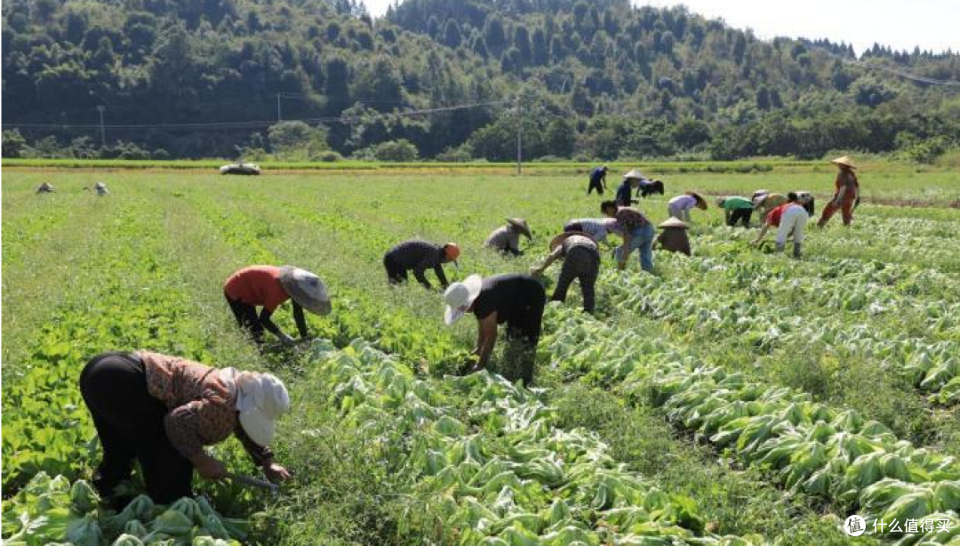 湖南新田芥菜首茬丰收 轮作模式助农稳增收