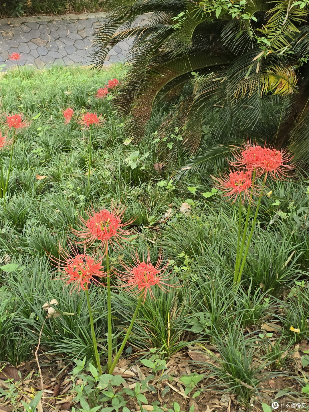 第一次见彼岸花