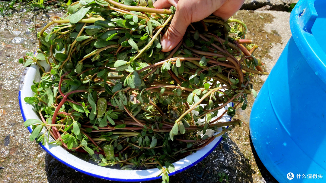 10月最该晒的菜，比茄子干、豆角干更好吃，更营养，3天就晒好。