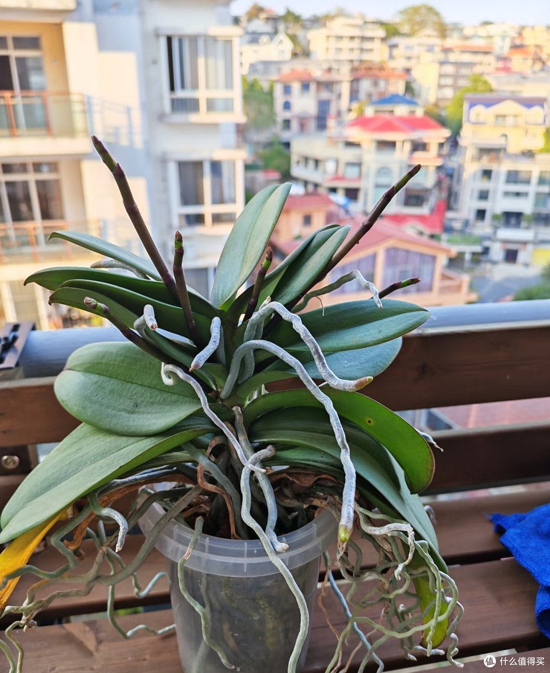 10月养蝴蝶兰,这4件事千万别做,否则很难长出花苞