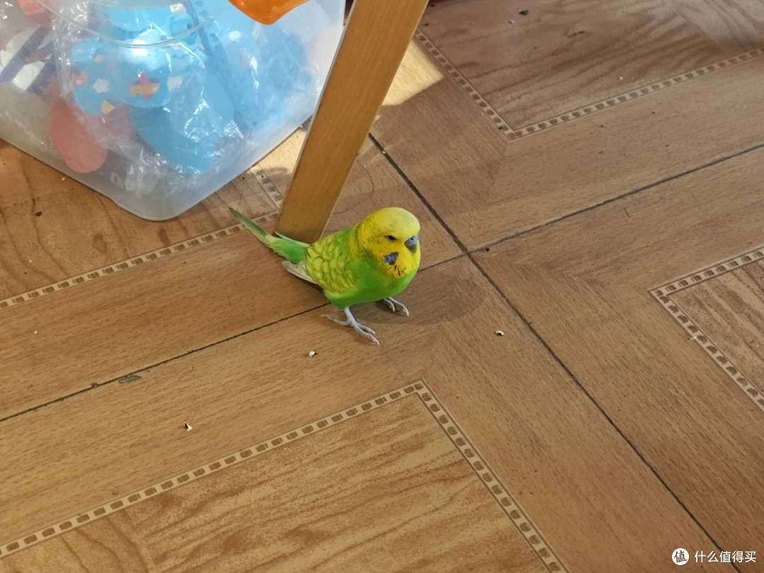 又一只自来鹦鹉