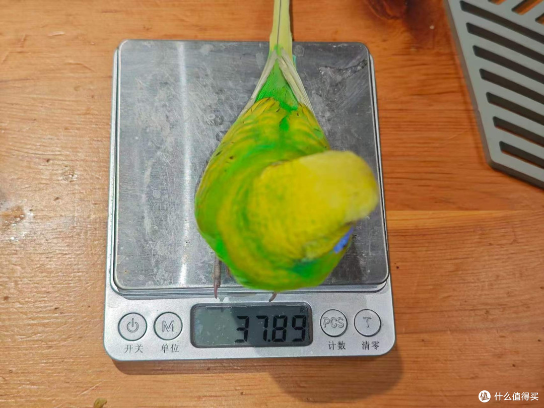 又一只自来鹦鹉