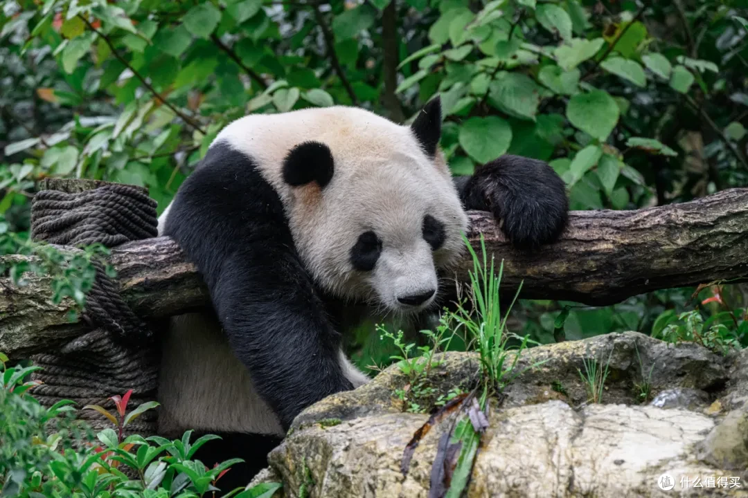 寻幽熊猫谷:山林竹影间,一场“不拥挤”的熊猫奇遇