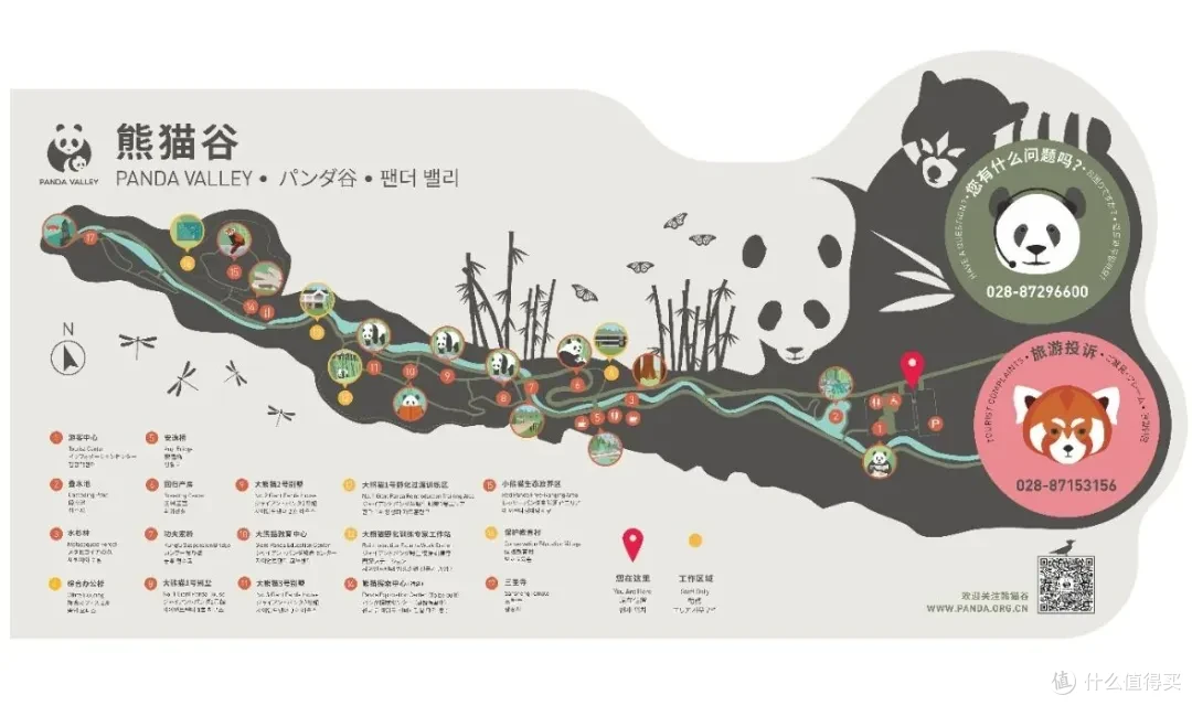 寻幽熊猫谷:山林竹影间,一场“不拥挤”的熊猫奇遇