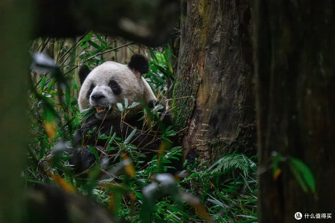寻幽熊猫谷:山林竹影间,一场“不拥挤”的熊猫奇遇