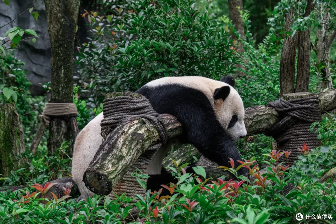 寻幽熊猫谷:山林竹影间,一场“不拥挤”的熊猫奇遇