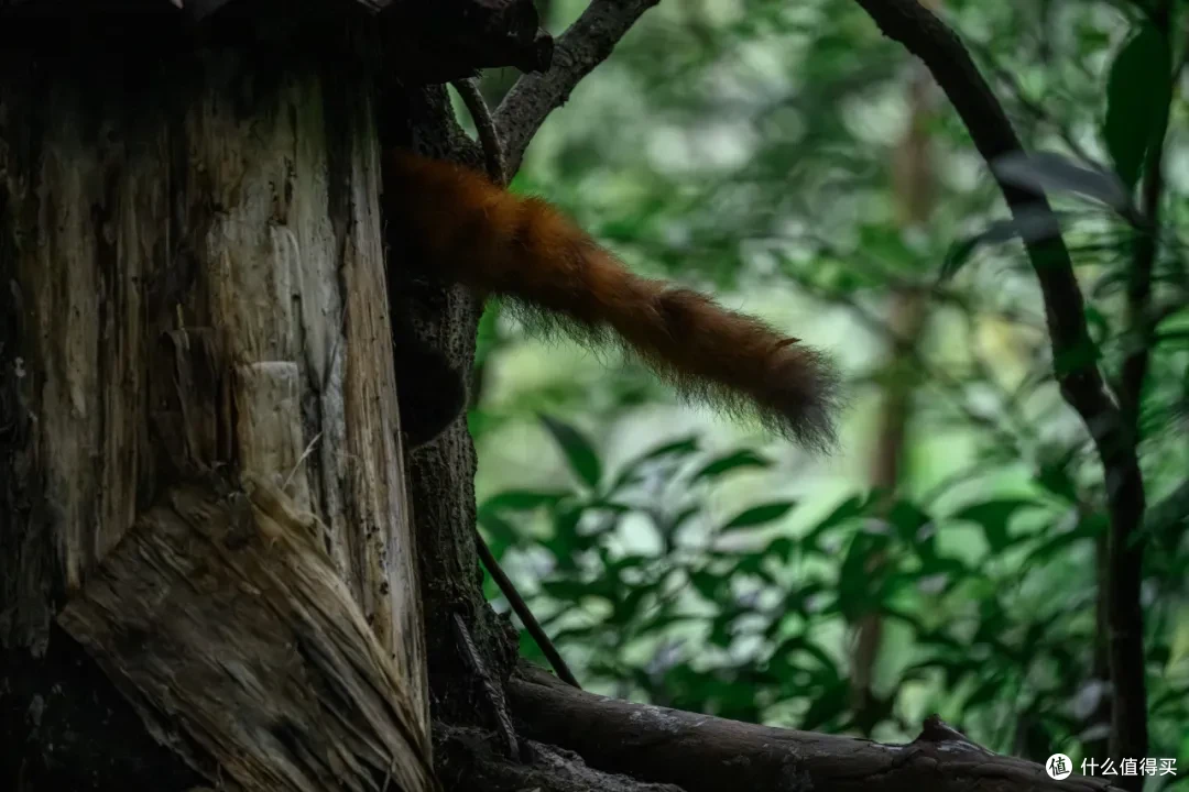 寻幽熊猫谷:山林竹影间,一场“不拥挤”的熊猫奇遇