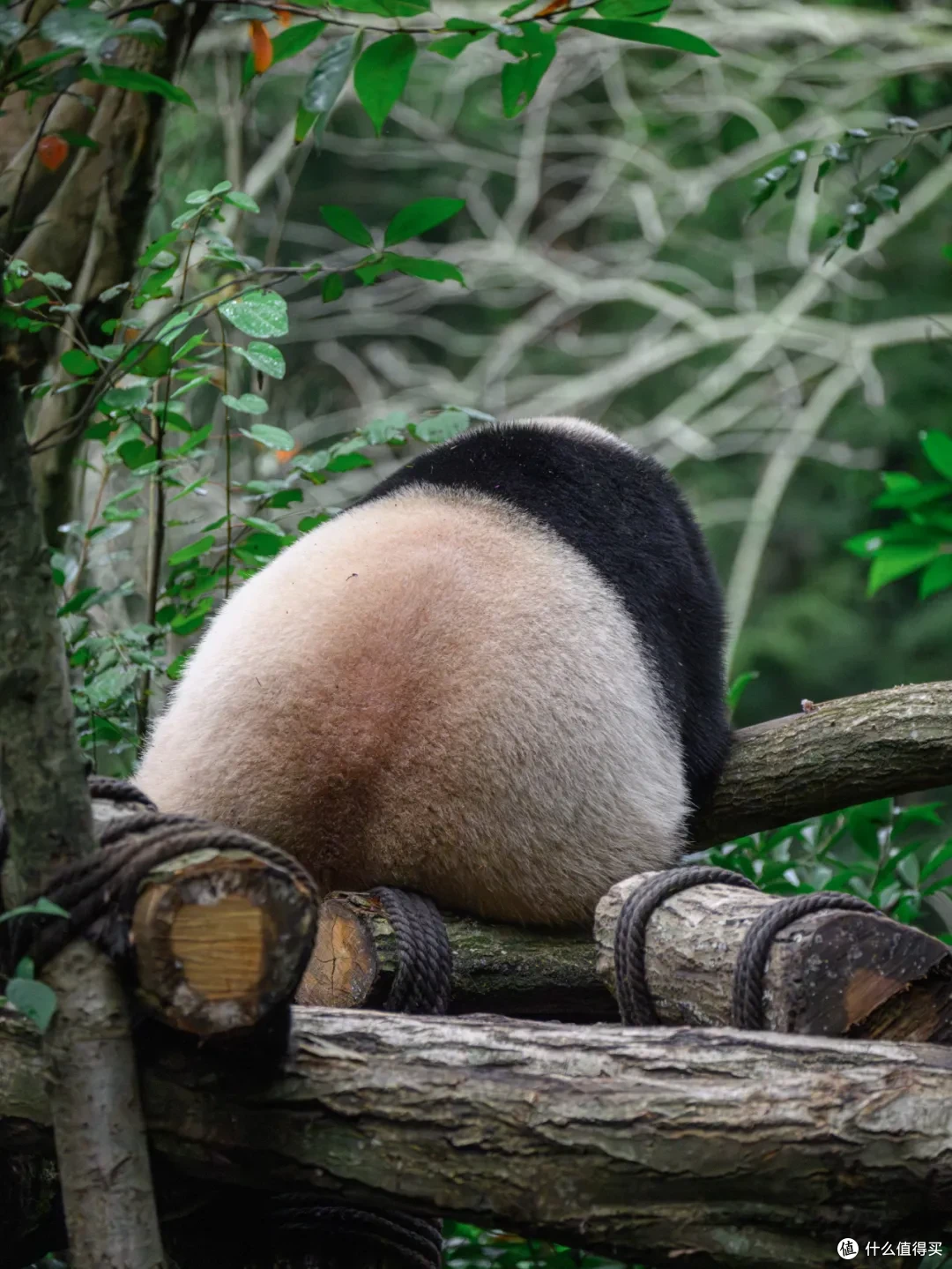 寻幽熊猫谷:山林竹影间,一场“不拥挤”的熊猫奇遇
