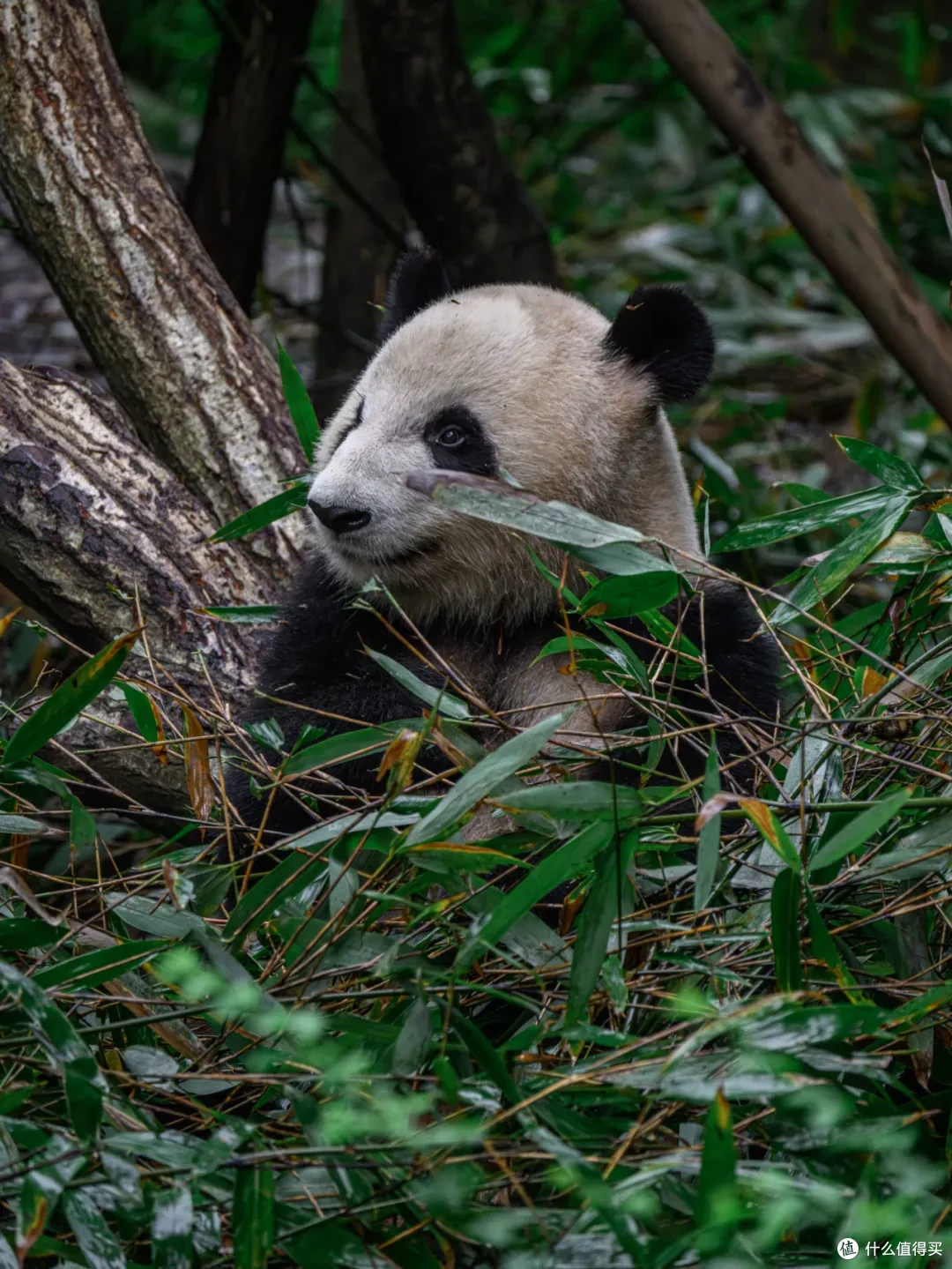 寻幽熊猫谷:山林竹影间,一场“不拥挤”的熊猫奇遇