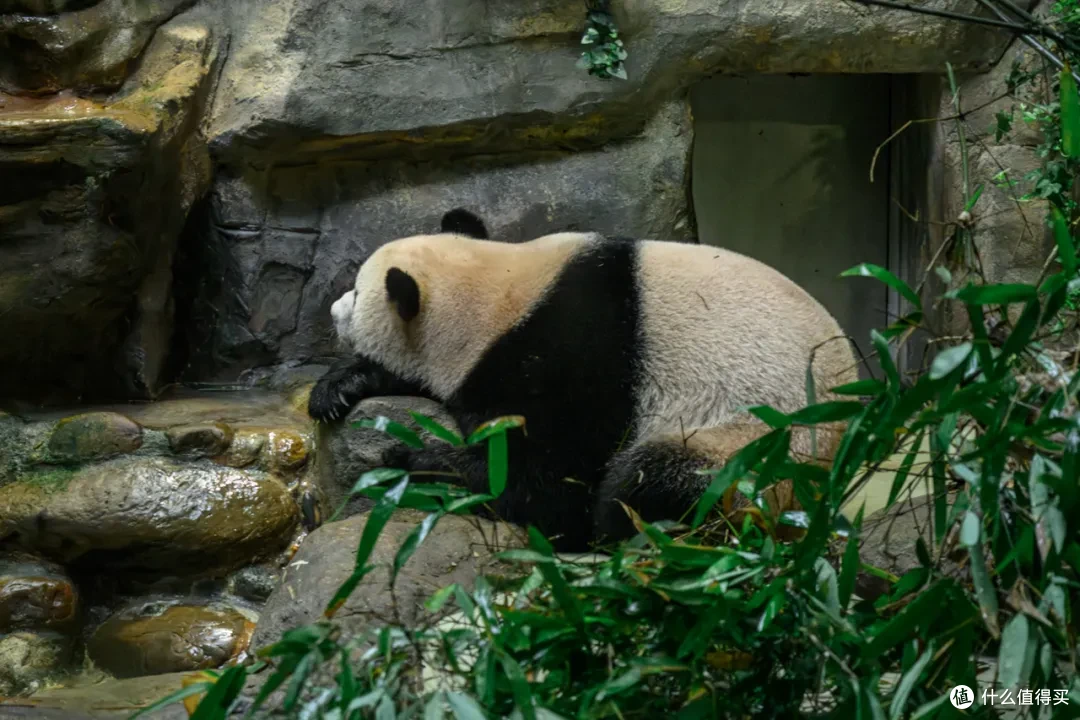寻幽熊猫谷:山林竹影间,一场“不拥挤”的熊猫奇遇