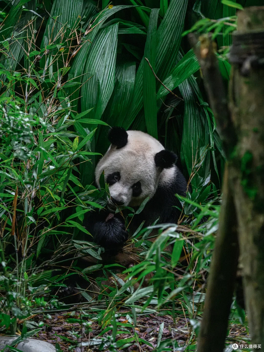 寻幽熊猫谷:山林竹影间,一场“不拥挤”的熊猫奇遇