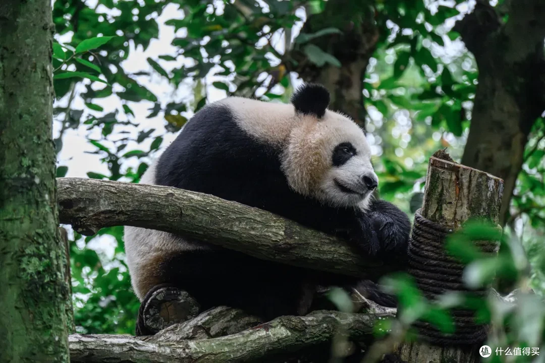 寻幽熊猫谷:山林竹影间,一场“不拥挤”的熊猫奇遇