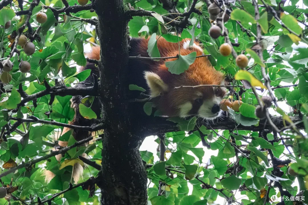 寻幽熊猫谷:山林竹影间,一场“不拥挤”的熊猫奇遇