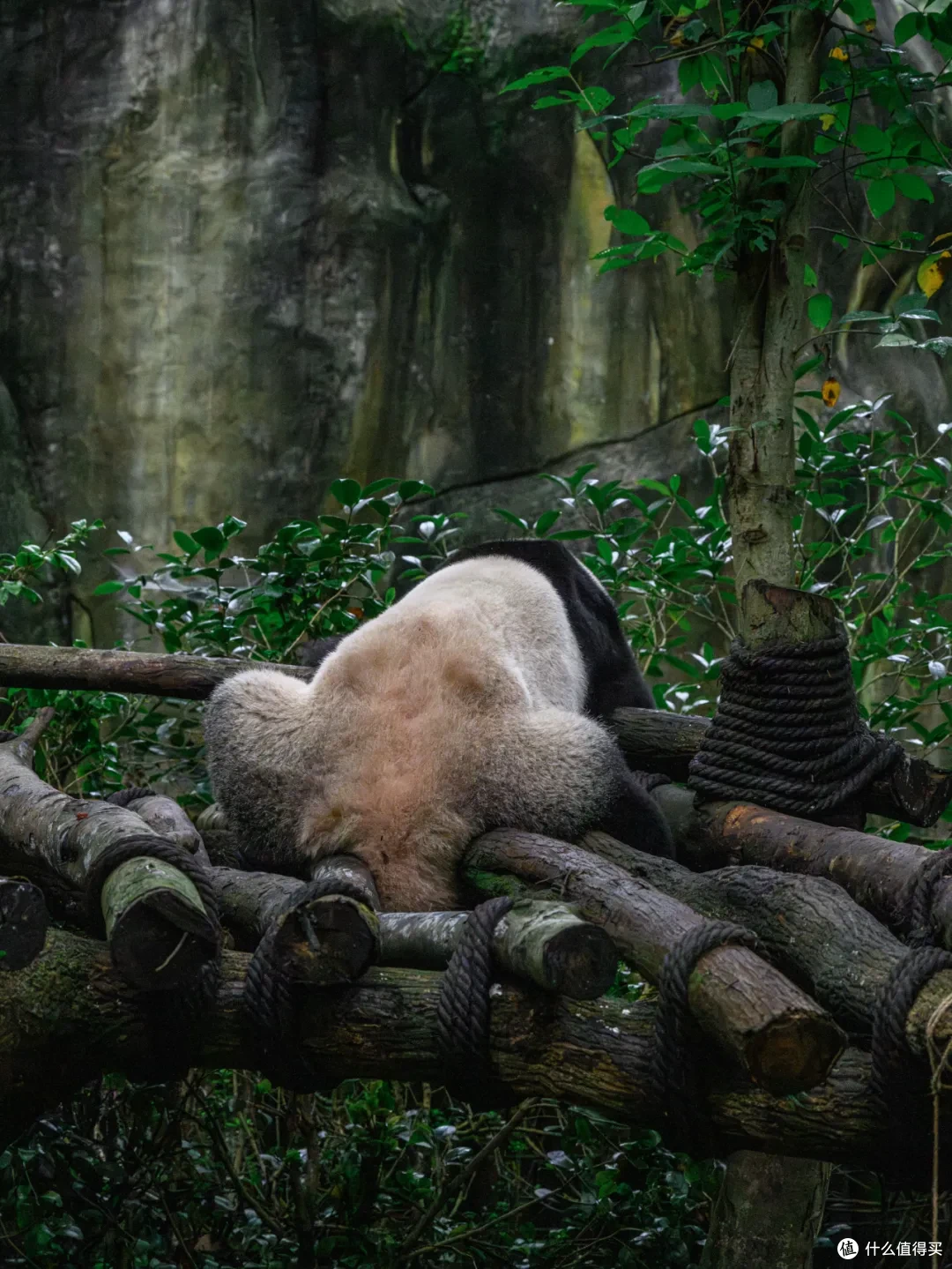 寻幽熊猫谷:山林竹影间,一场“不拥挤”的熊猫奇遇