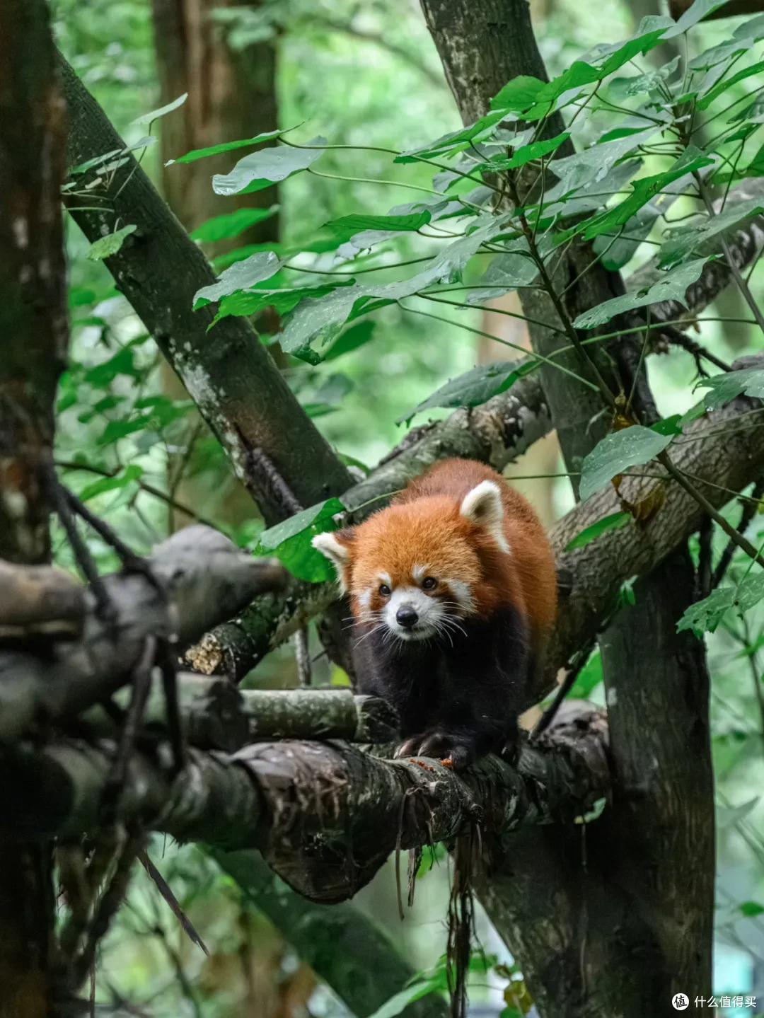 寻幽熊猫谷:山林竹影间,一场“不拥挤”的熊猫奇遇