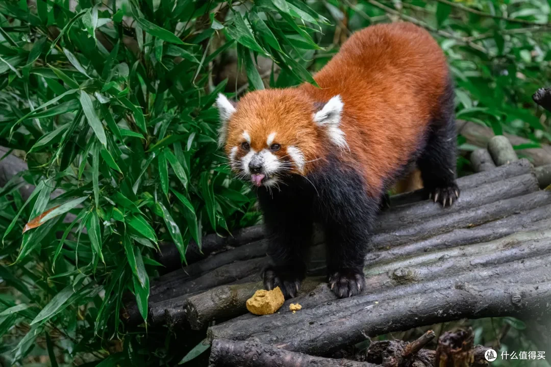 寻幽熊猫谷:山林竹影间,一场“不拥挤”的熊猫奇遇