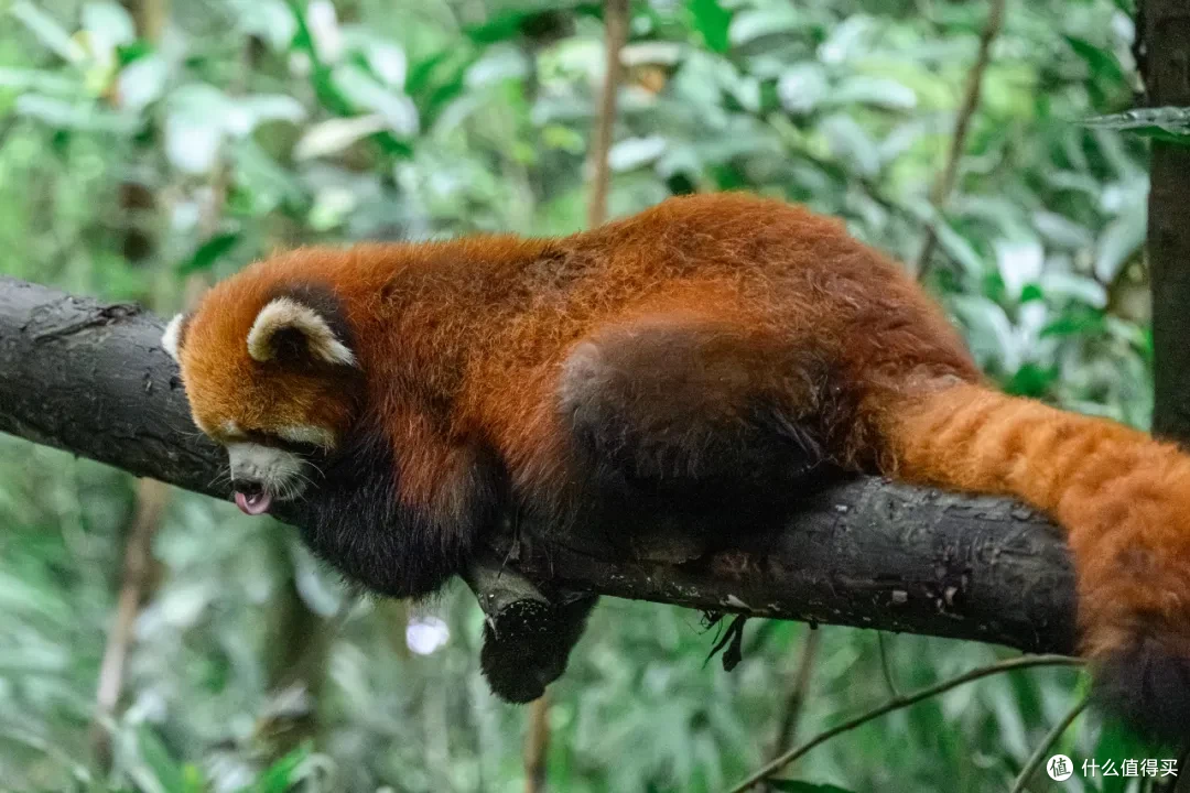 寻幽熊猫谷:山林竹影间,一场“不拥挤”的熊猫奇遇