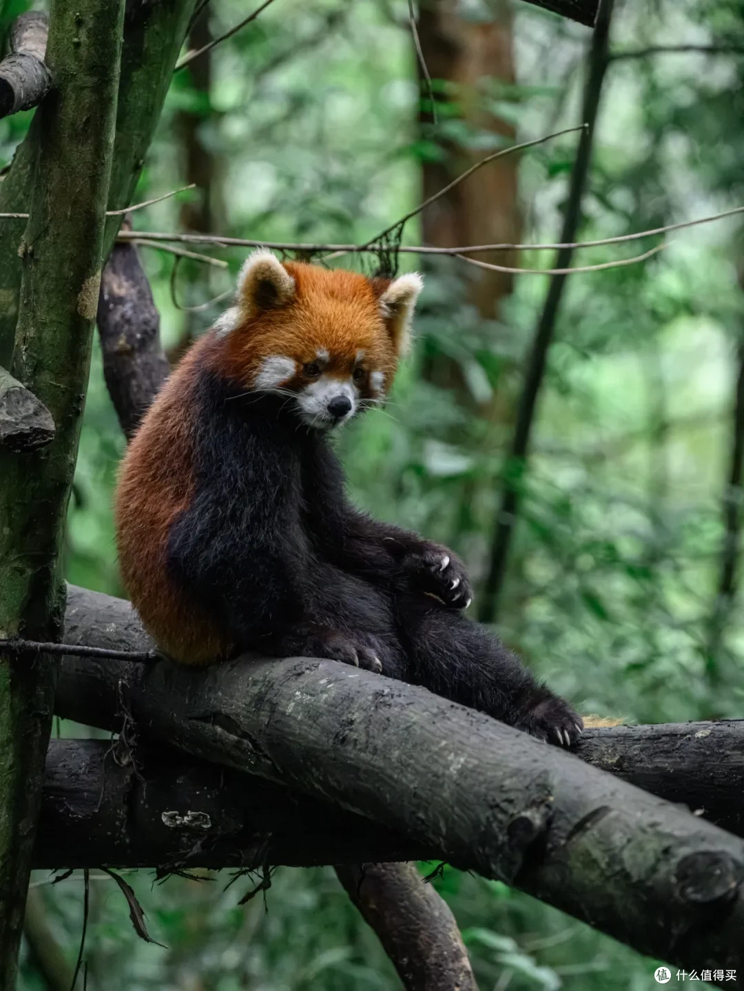 寻幽熊猫谷:山林竹影间,一场“不拥挤”的熊猫奇遇