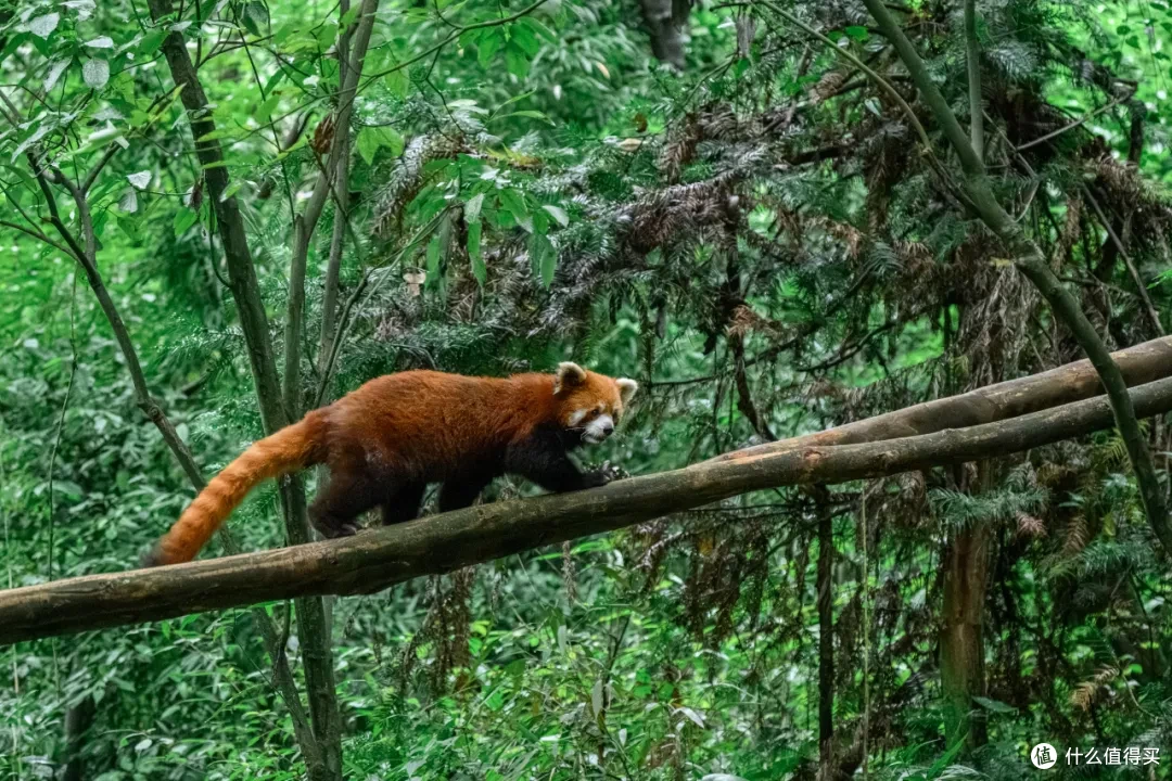 寻幽熊猫谷:山林竹影间,一场“不拥挤”的熊猫奇遇