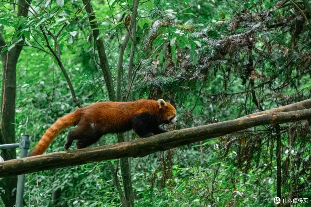 寻幽熊猫谷:山林竹影间,一场“不拥挤”的熊猫奇遇