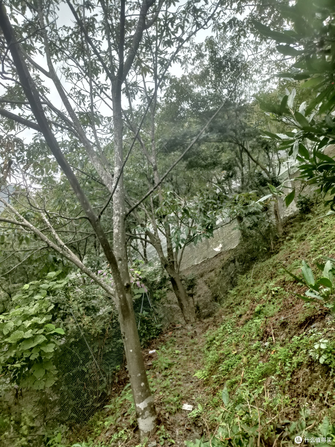 临安山核桃仁凭什么卖得贵?产地、品种、工艺三笔账算给你看