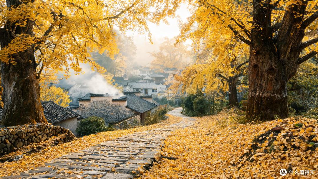 李世民栽的树还活着:1张图排完全国十大银杏朝圣地
