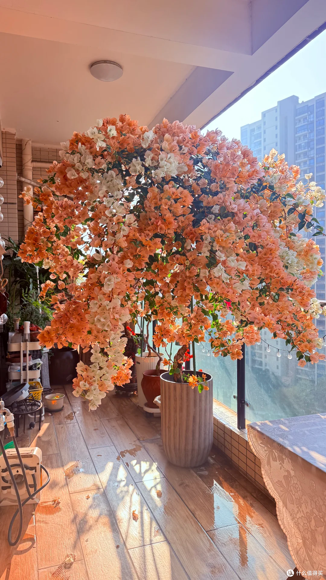 养“死”过几十盆花才敢说:这11种花都是坑,纯纯花钱买罪受