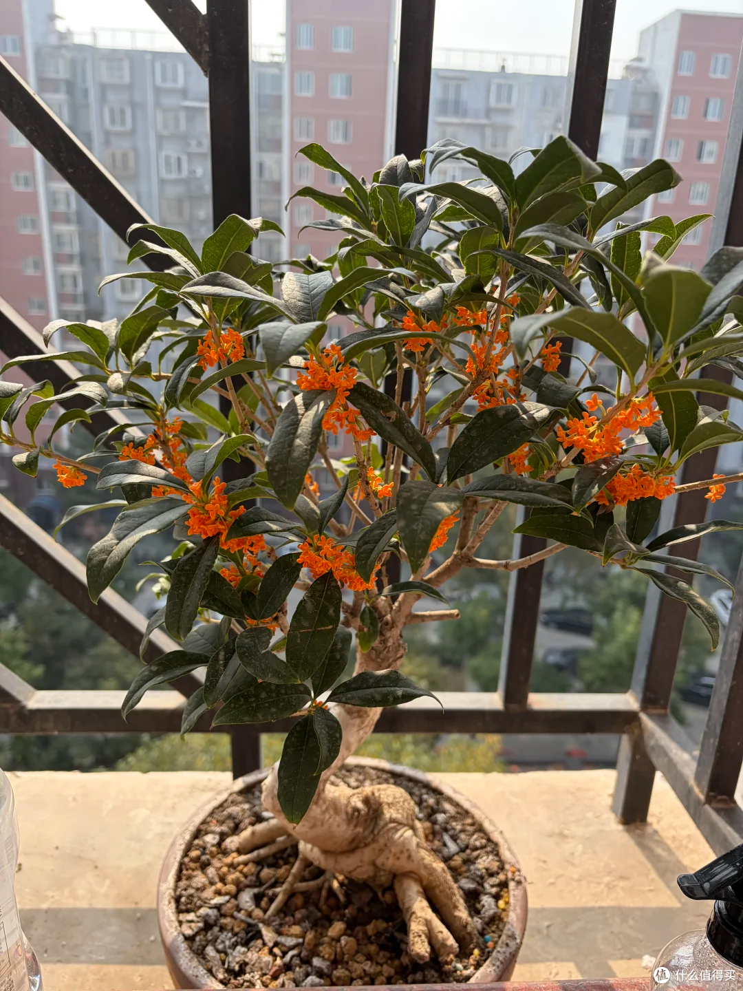养“死”过几十盆花才敢说:这11种花都是坑,纯纯花钱买罪受