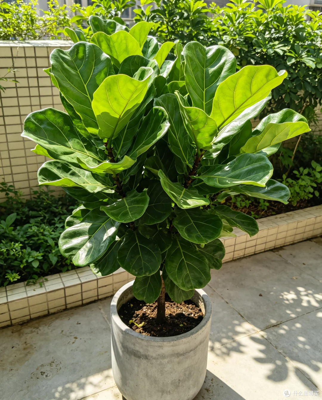养“死”过几十盆花才敢说:这11种花都是坑,纯纯花钱买罪受